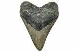 Serrated, Fossil Megalodon Tooth - North Carolina #350590-1